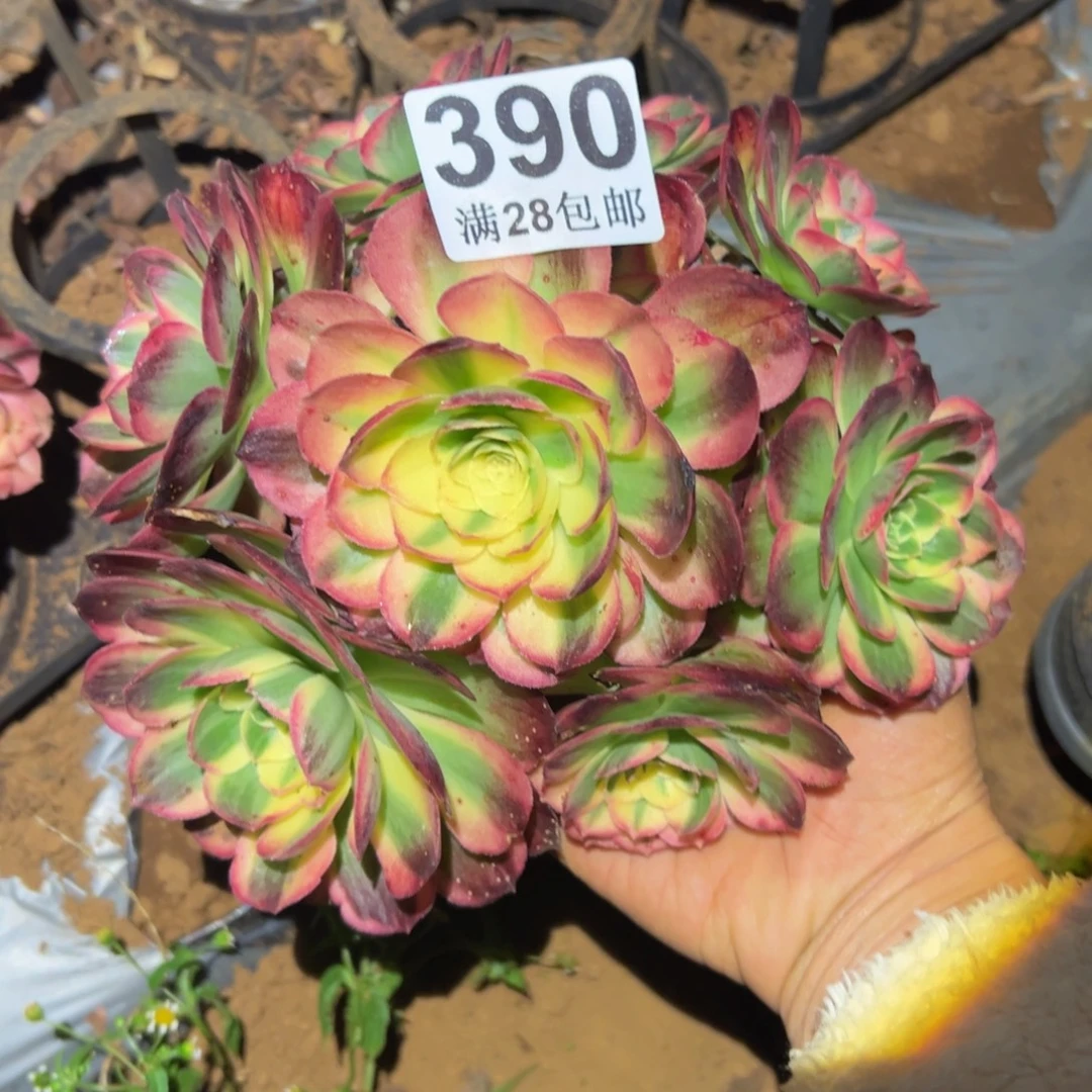 伊***~多肉植物390无售后