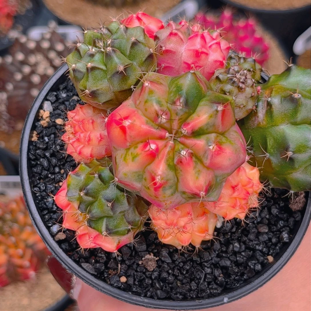 蚂***地专拍的 米哈仙人球