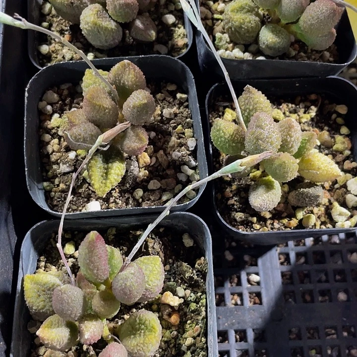 荔枝皮水泡带盆土发