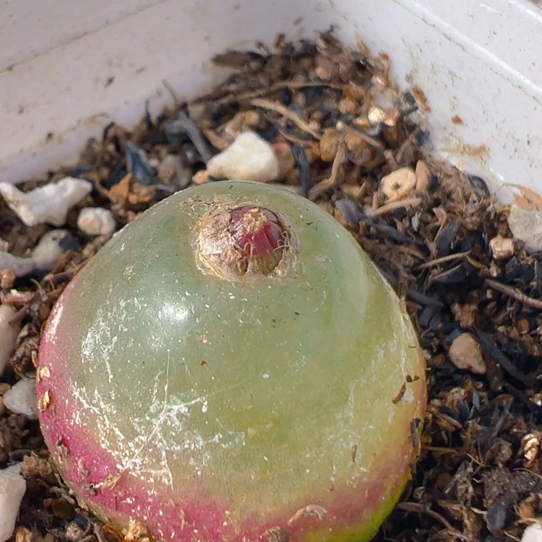 琳*36多肉植物百科知识