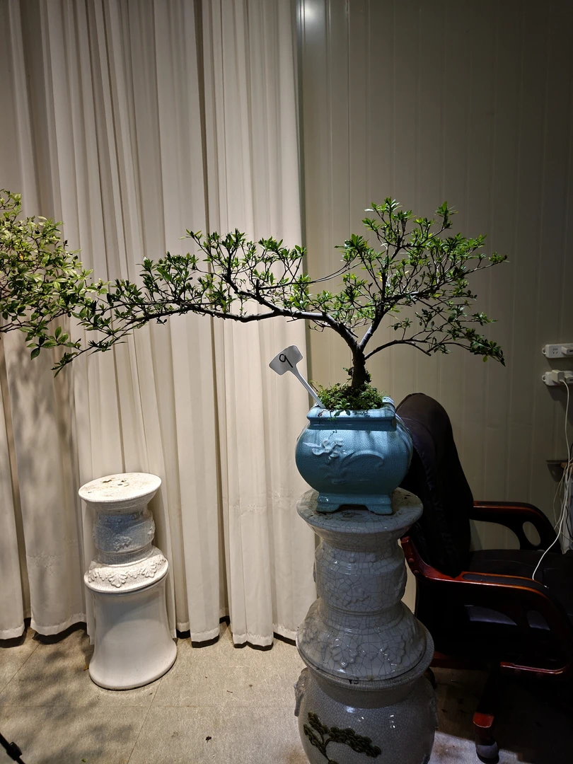 海岛栀子花，茶空间搭配