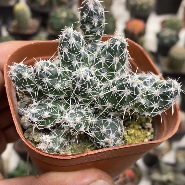 舞豆团扇特价福利