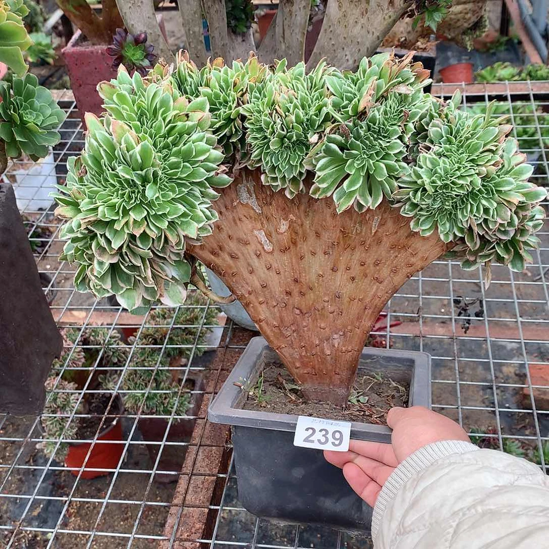 239白凤缀化缀缀化