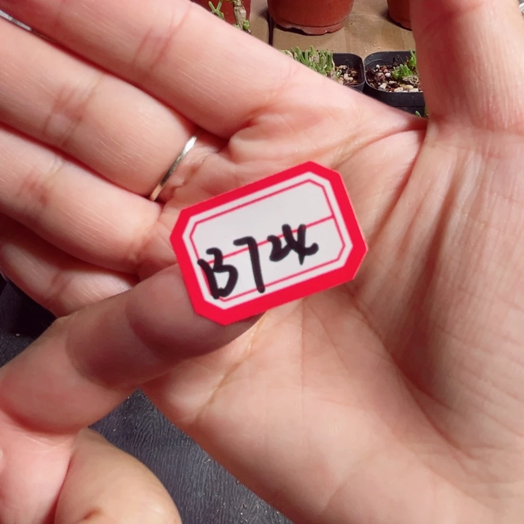 왕***일B724 一物一拍 碧光环、白胖缀