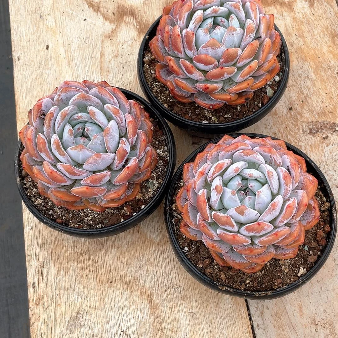 小***园多肉植物多肉植物