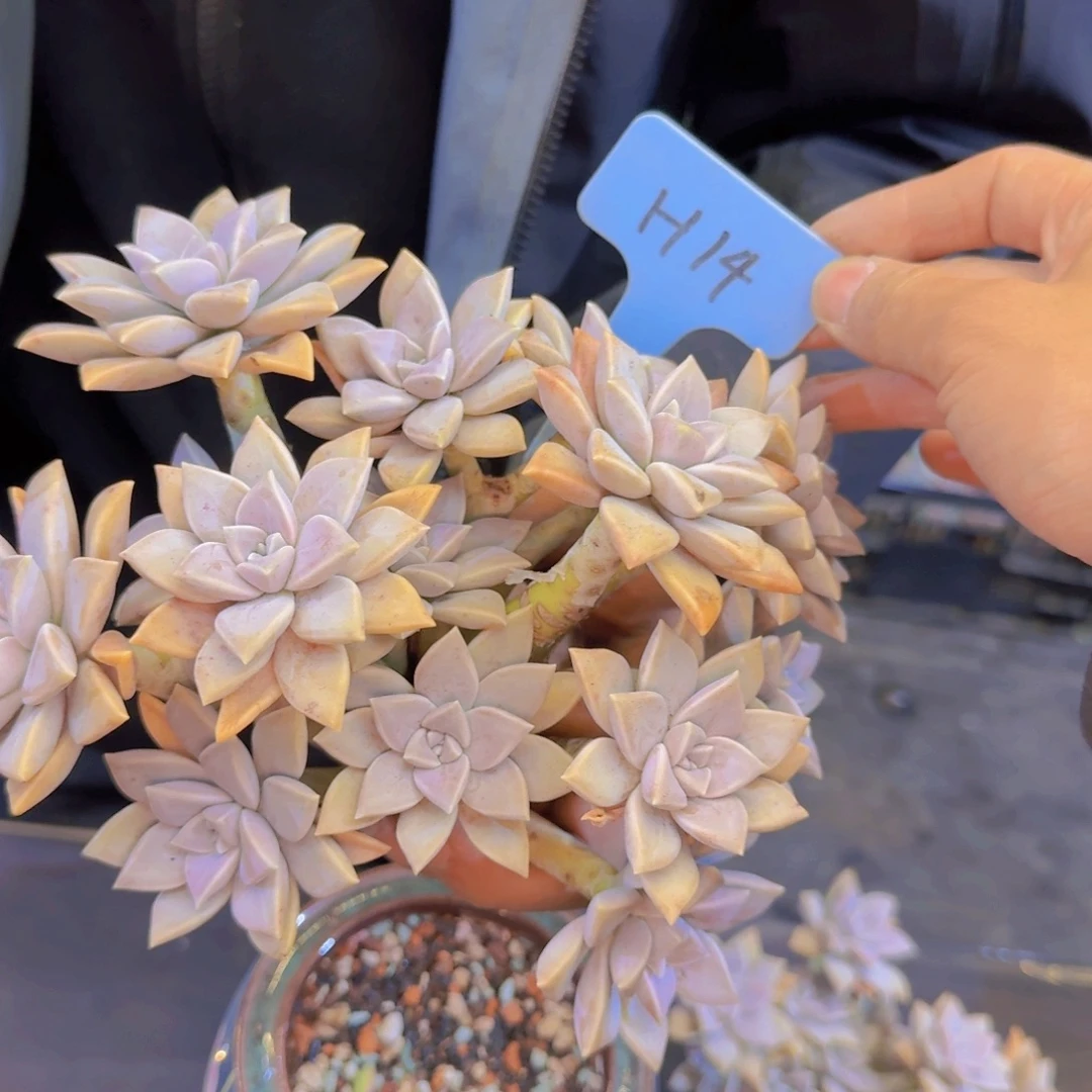 多肉植物的生长发育和