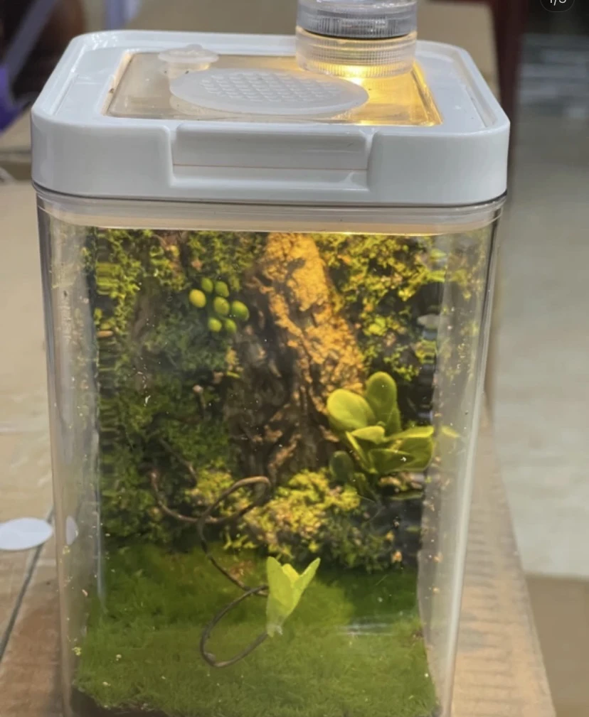 生态箱 10x15尺寸 里面 人造景 出音好