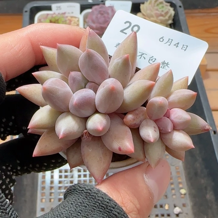 红蜻蜓红蜻蜓0604-29