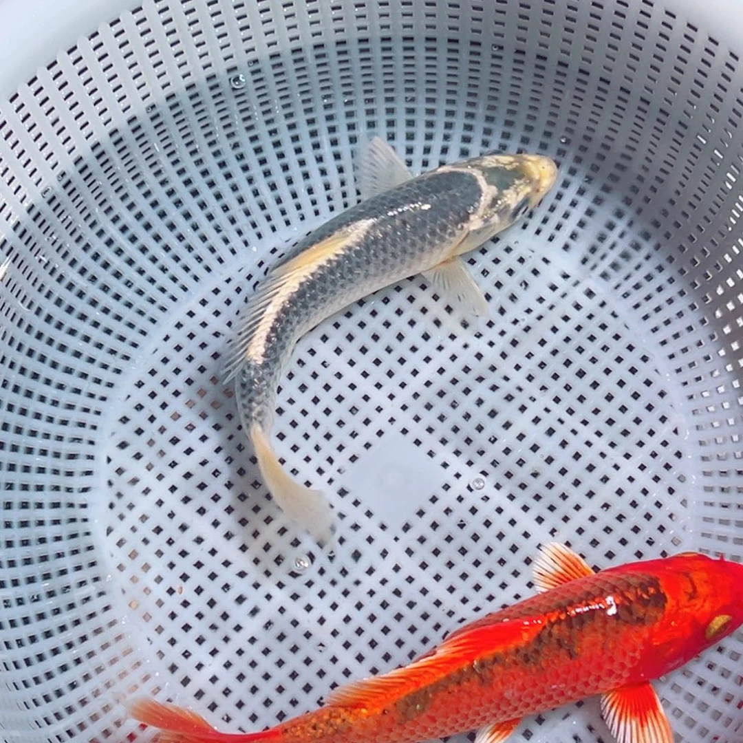 锦鲤锦鲤观赏鱼1111