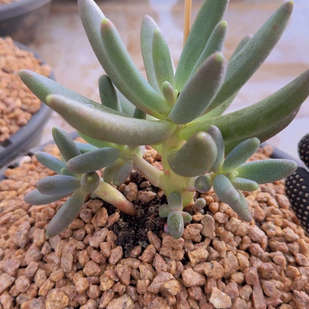 ?***?多肉植物多肉植物