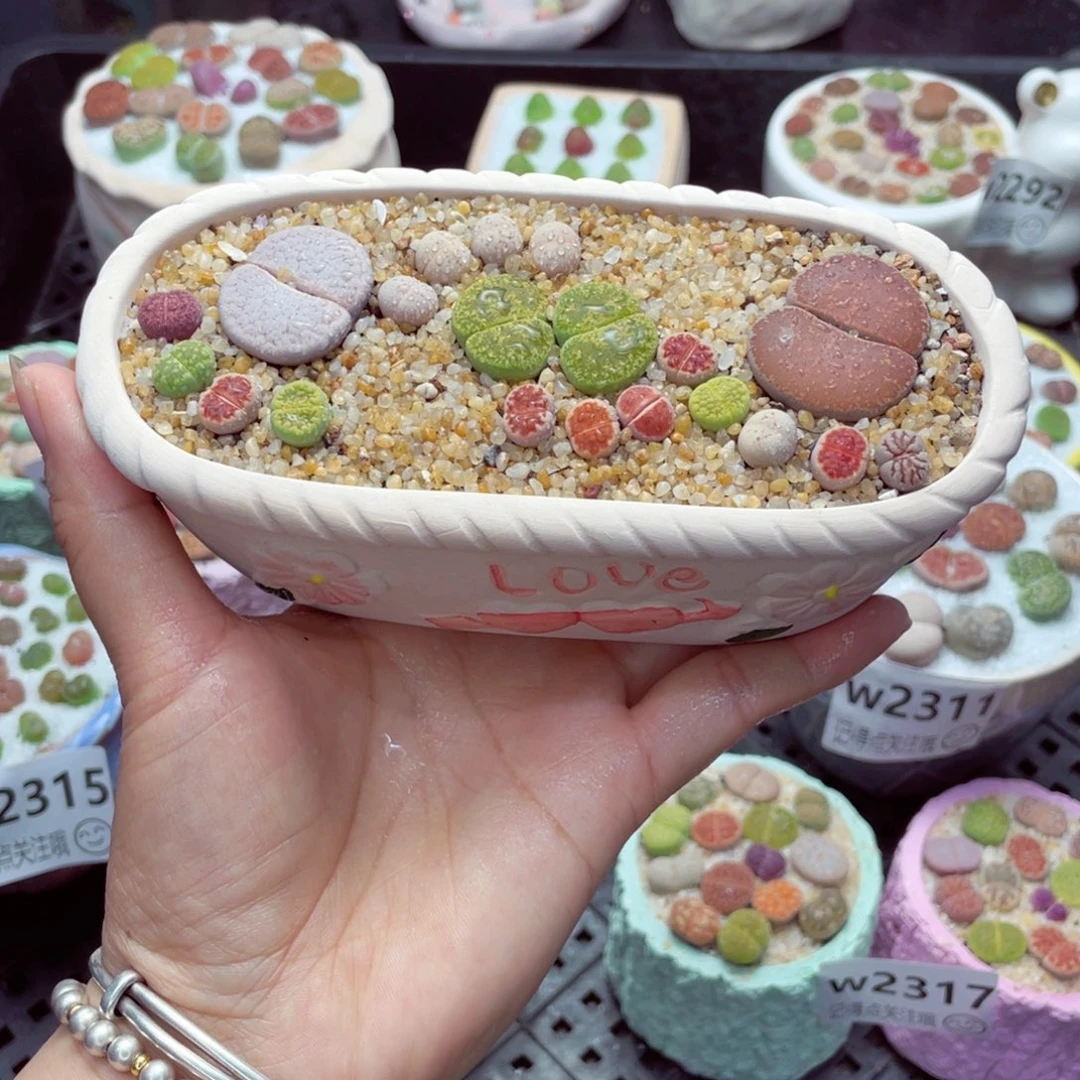 w2319 带盆土发货一物一拍