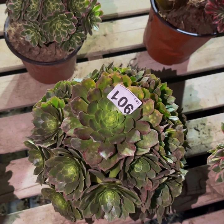 901孔雀翎多肉植物不售后