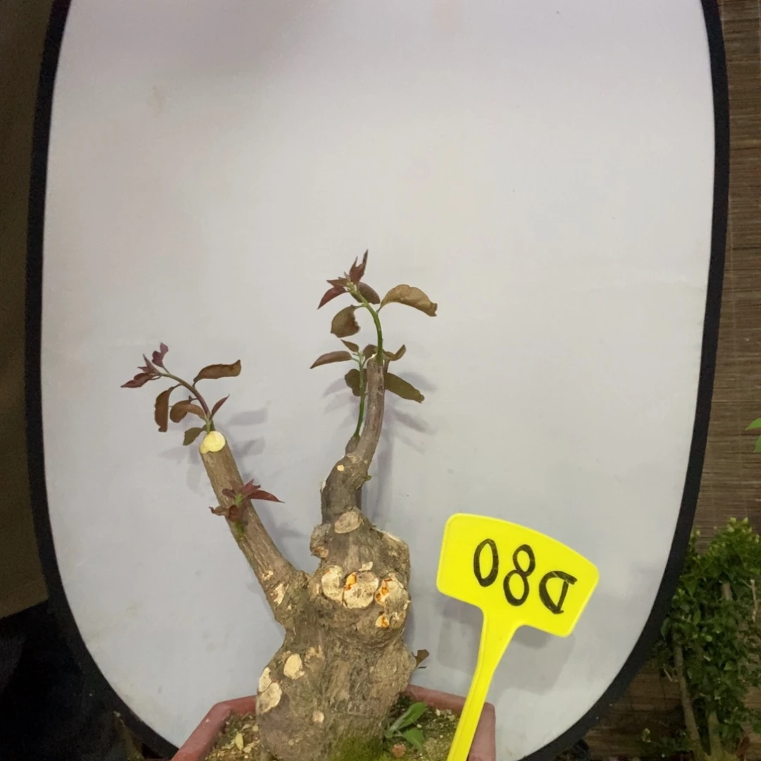 无**雨三角梅粉红D80