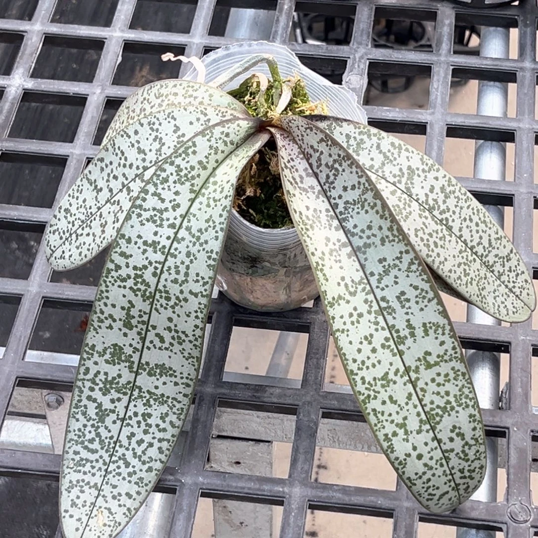 无花朵银虎西实生苗