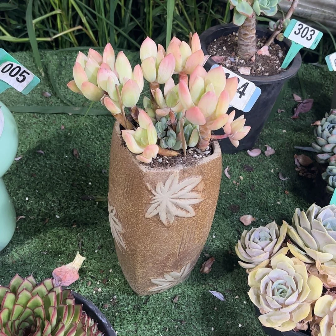 韩***学海洋之星多肉植物保护134