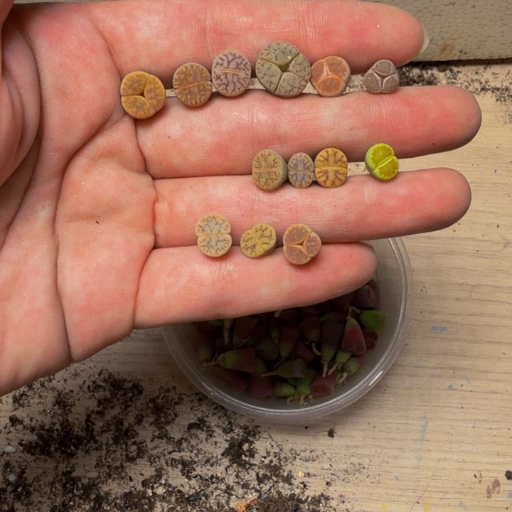 优***雅多肉植物的生长发育143