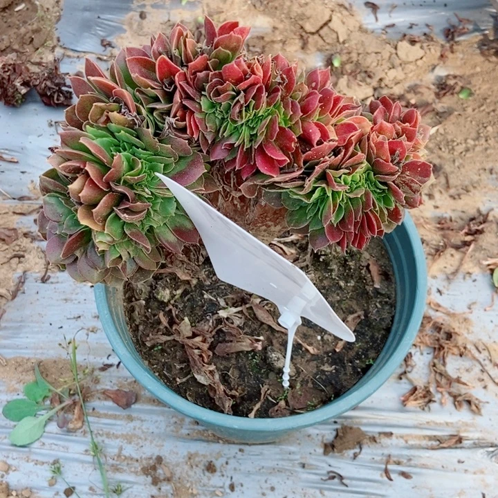 萍***7321枚贵缀化老桩了吗老庄们
