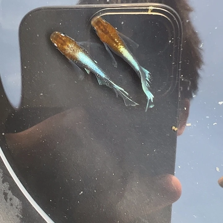 青鳉暗黑赤壁真长鰭1公1母