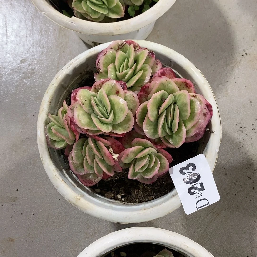 惠*姐263冰玫瑰锦多肉植物