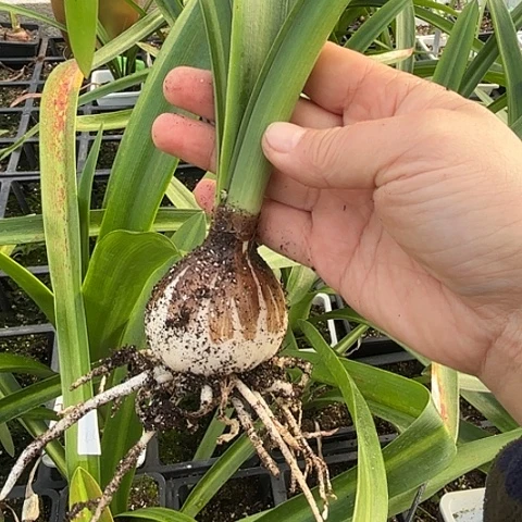 白肋鬼魅带土5左右