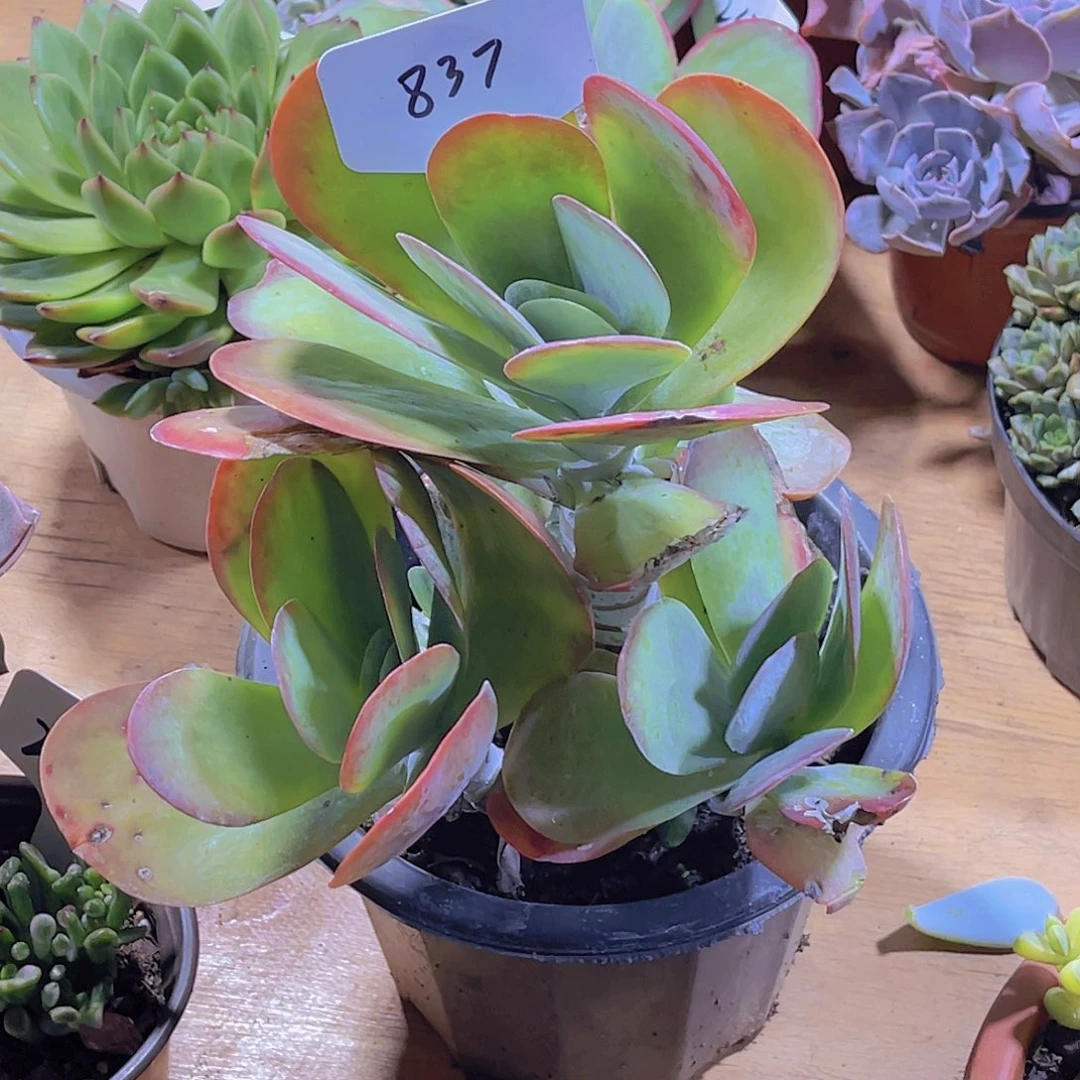 香***）0000000000000837