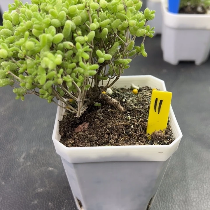 11号蜜橘悬崖桩 一物一拍