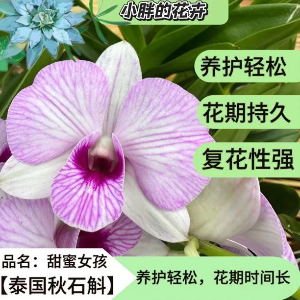 【浪漫樱花】甜蜜女孩秋石斛