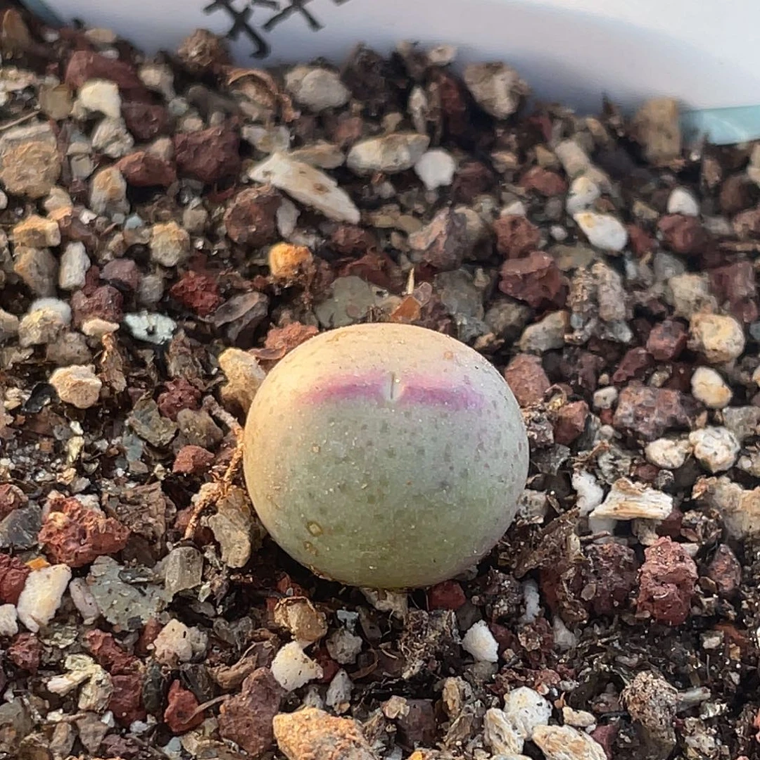 28-150肉锥皮卡丘多肉