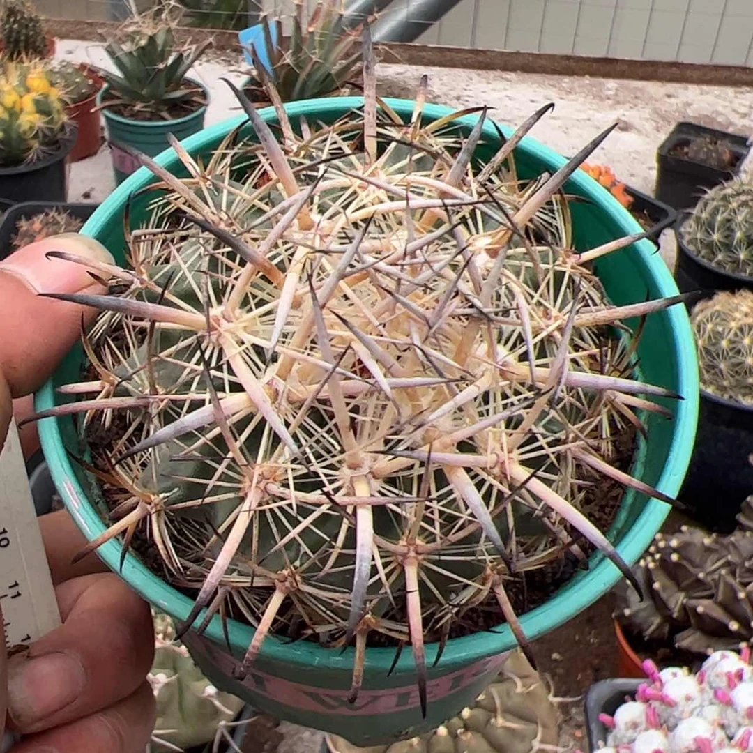 【闪购商品】实生仙人球