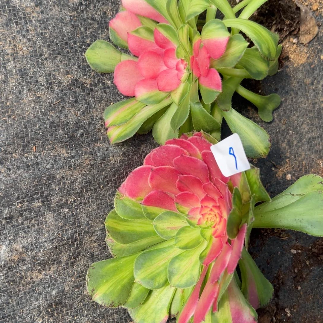 9知否两颗多肉植物紫