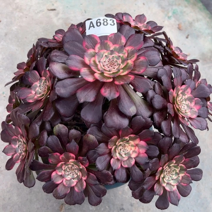 683多肉植物30厘米左右