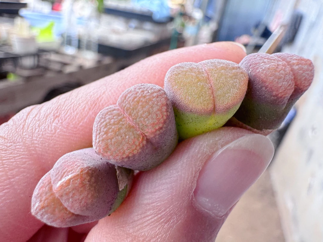 312多肉植物肉锥极·品红丝绒一颗