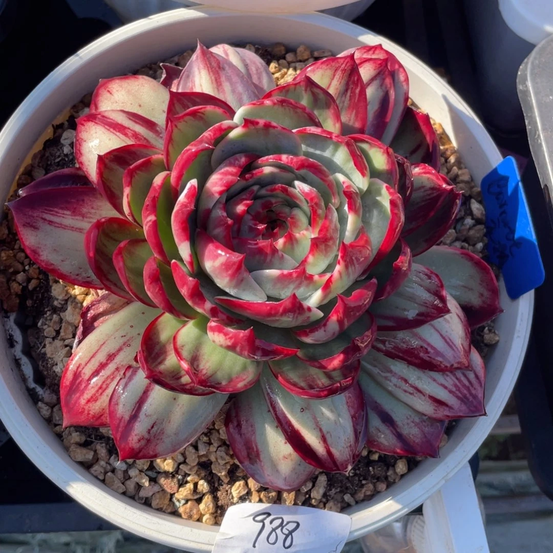 惊鸿仙子冠服22左右