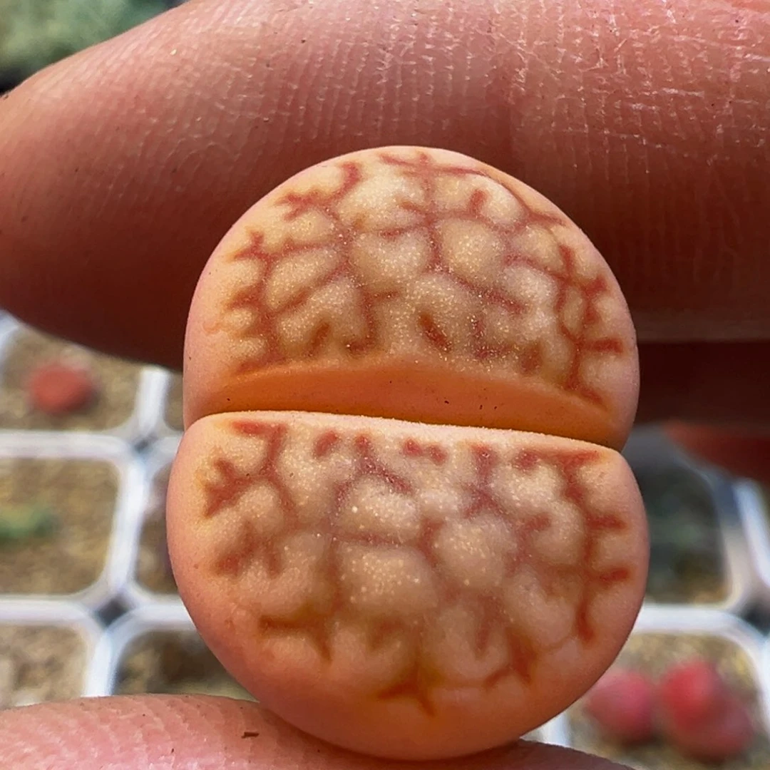 锦多肉带盆植物369