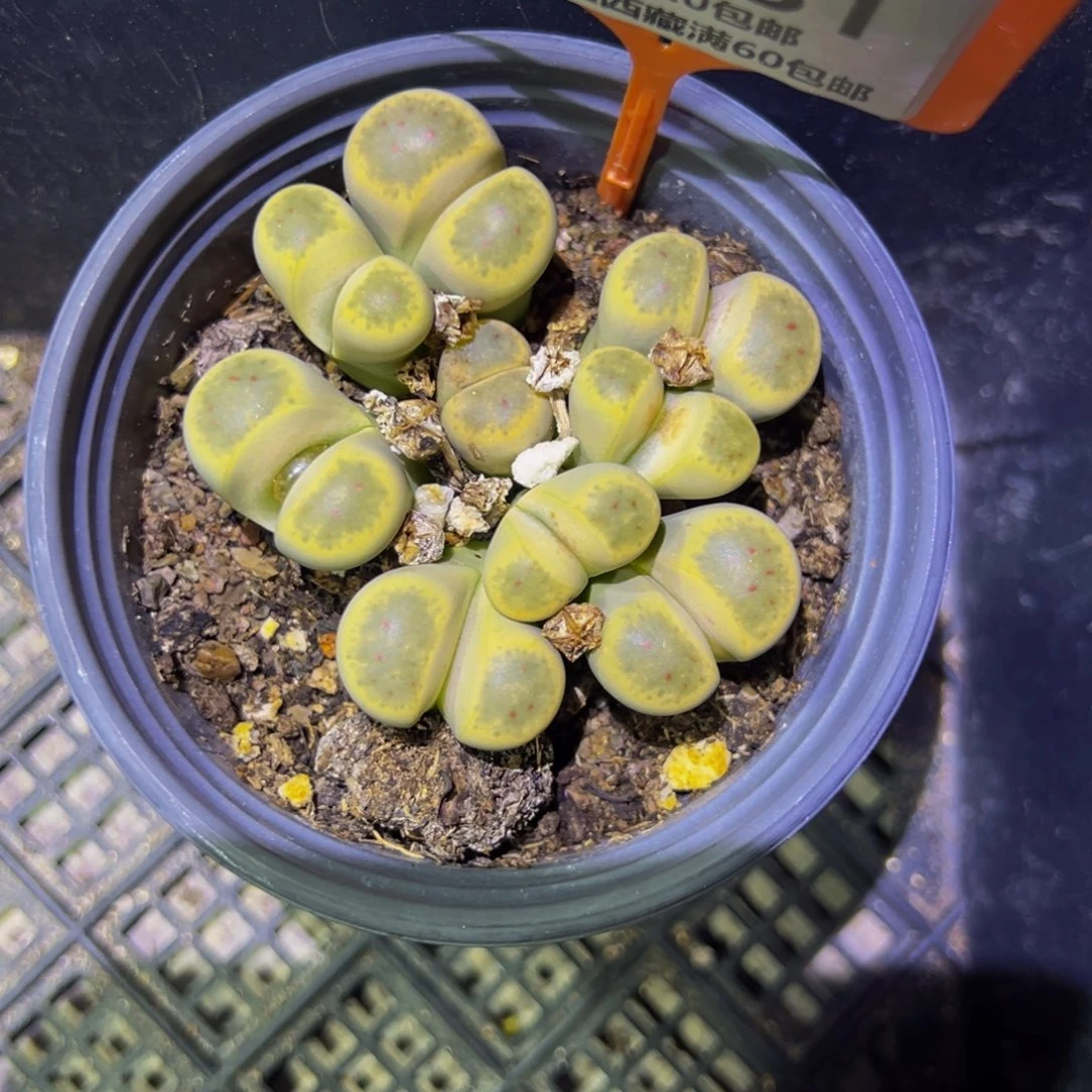 新***选331 一物一拍，默认有伤，介意勿拍，不退不换