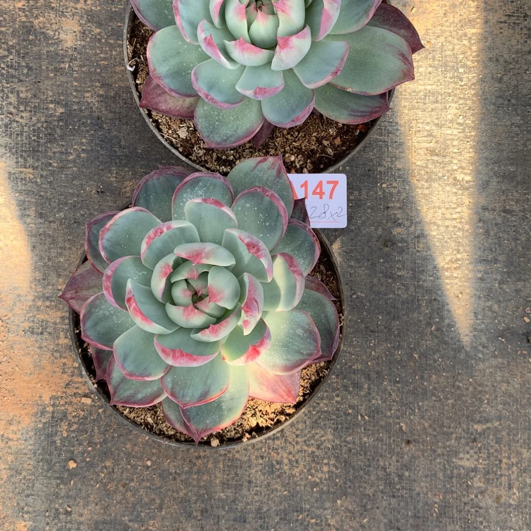 小***.惊红仙子多肉植物