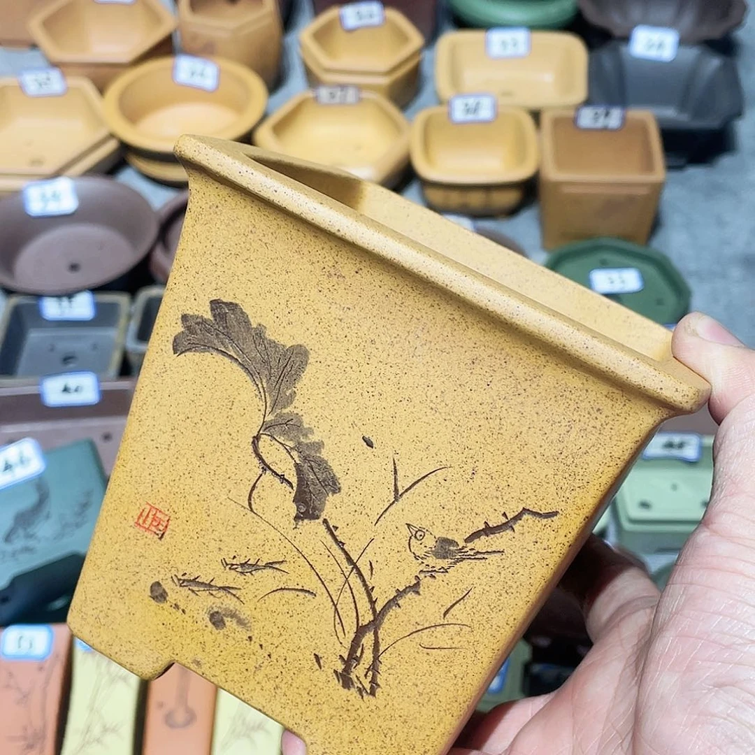 空***兰紫砂小盆10*10cmmmm