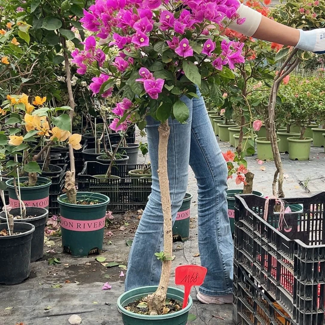 一***葵大部分花苞少量开放M68六翼天使