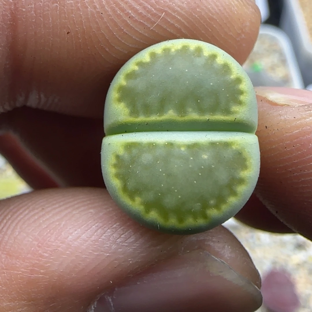 209 生石花大棚直播