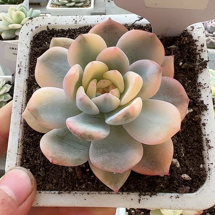 1046号橙梦露锦多肉