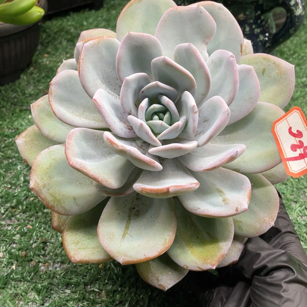 029 一物一拍28包邮非偏远