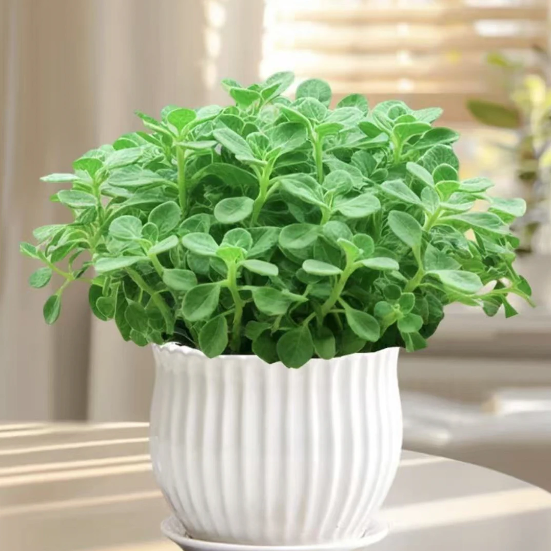 碰碰香一抹香香味盆栽浓香型绿植可食用客厅阳台驱蚊驱虫驱蚊植物