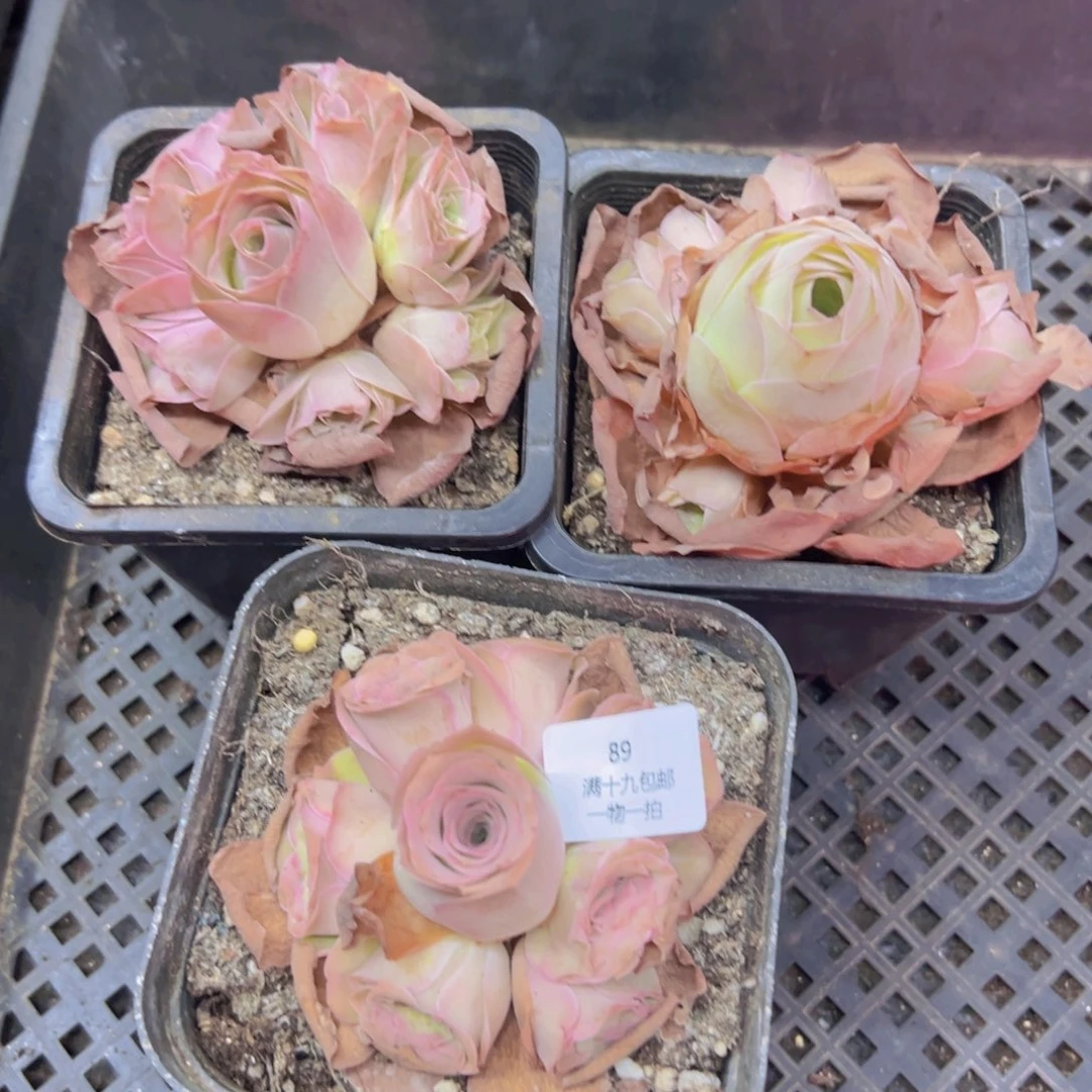 89 裸根不带土发货无售后