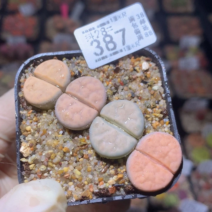 精品生石花28.387