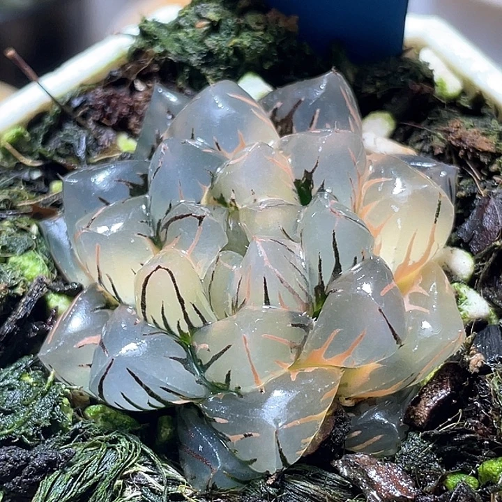 747水中月锦特选福利