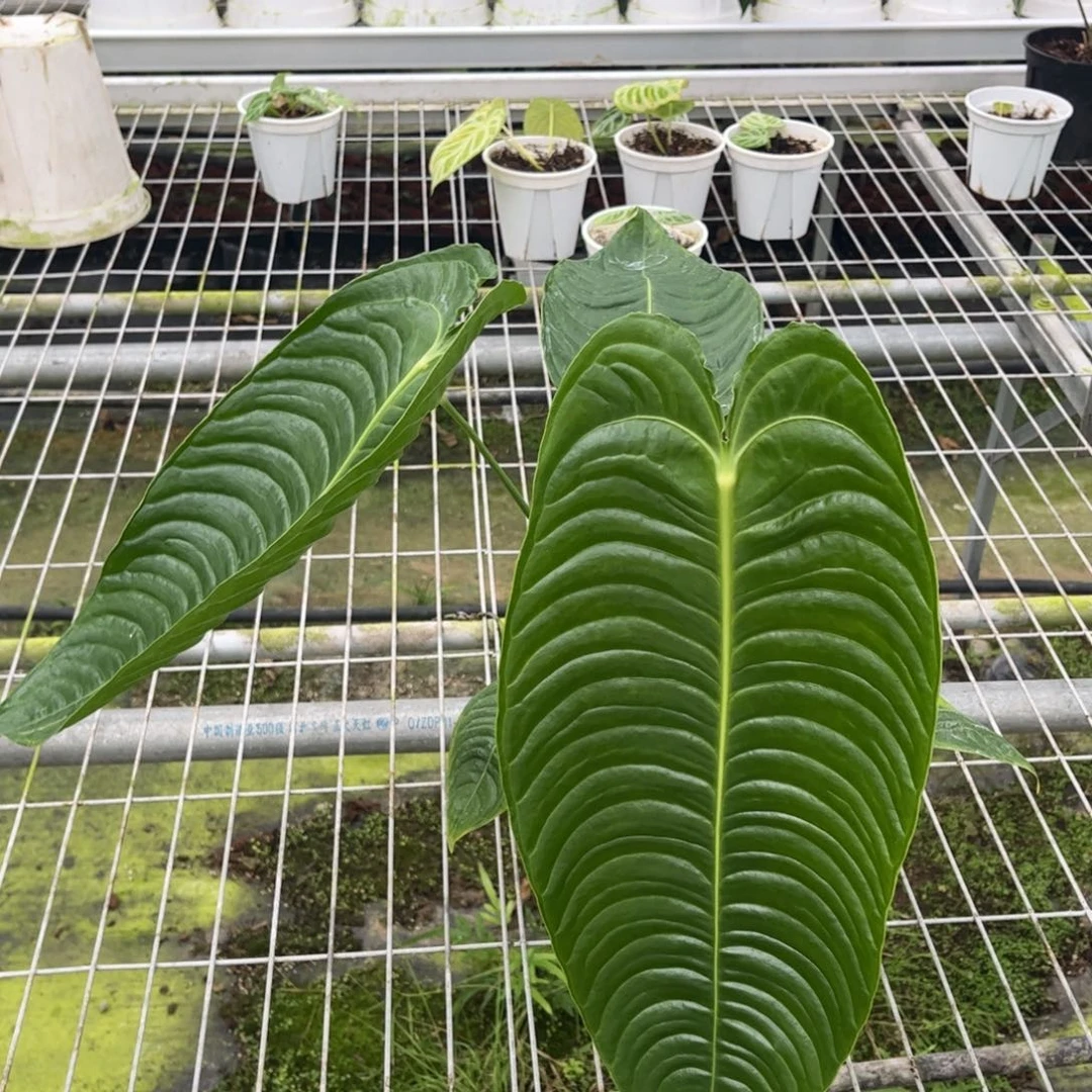 无花朵火鹤王侧芽