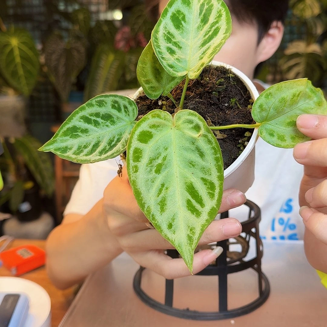 完全开放P143白月光