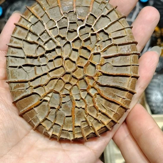 石材天然龟纹石，收藏级精品