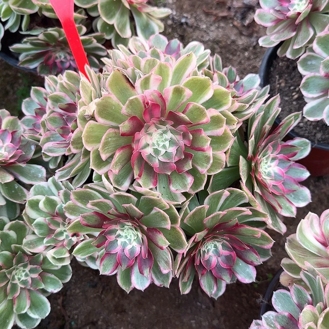 4-817孔雀翎多肉法师