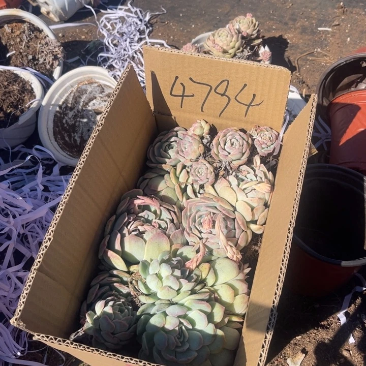 …****┴4794莎莎女王（不售后）